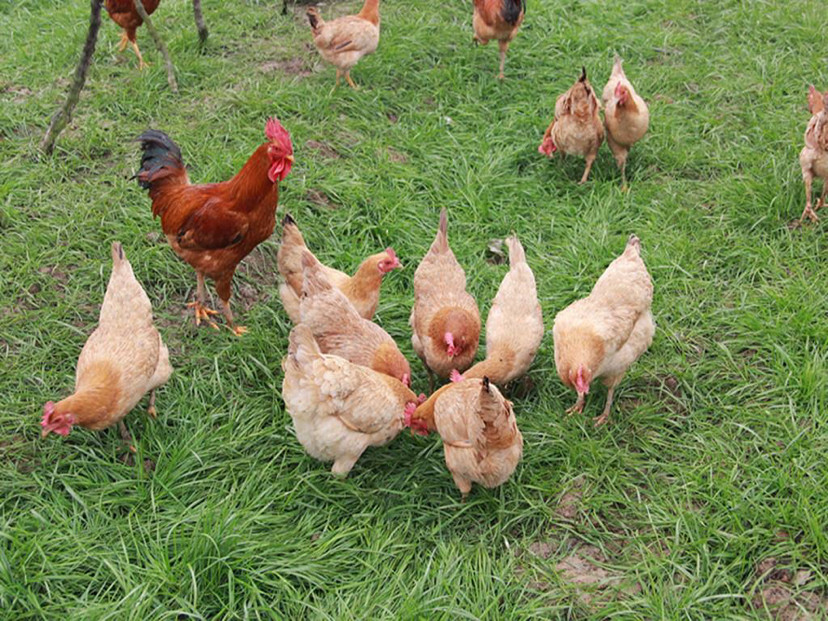 农村创业家禽养殖,还是要养土鸡