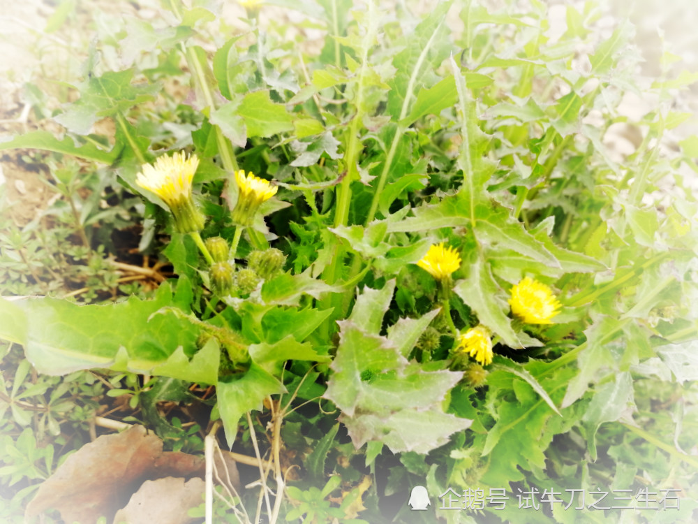 这个比较像菊花,它的茎叶可以泡水,种子会飞.