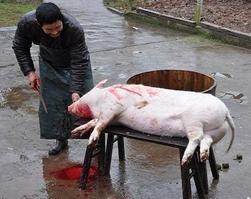 为什么在农村经常帮人杀猪的强壮屠夫,身体却很差?有3