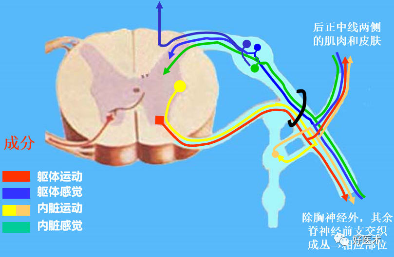 尾神经  1对 脊神经31对,每对脊神经连于一个脊髓节段: 借前根连于