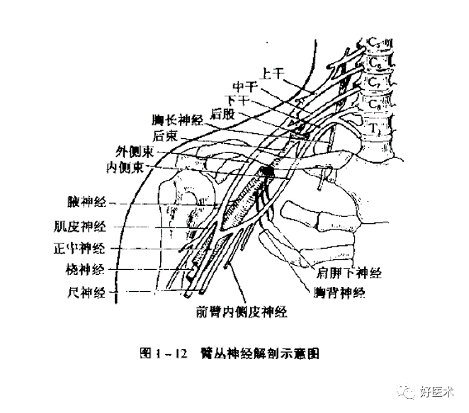 康复必备知识:神经系统体表定位标准!