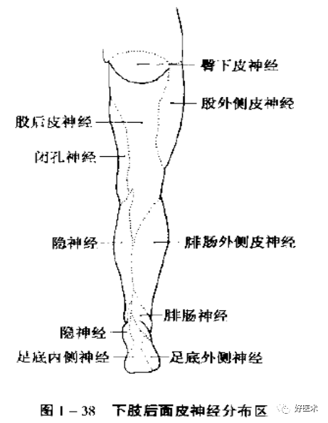 腓浅神经:分布于小腿外侧,足背和第2～5趾背的皮肤; 腓深神经:分布于