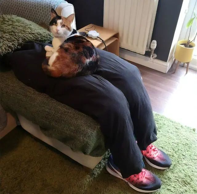 又一只猫猫被骗了