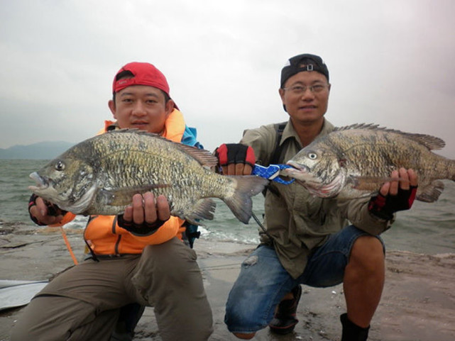 黑鲷又叫乌格和海鲋鱼,此鱼长得和罗非鱼有几分相像,生性凶猛,嘴大,吃