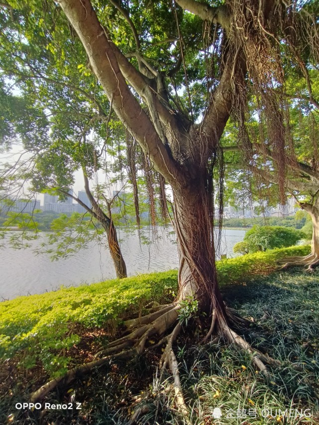 南湖公园树木根深叶茂,绿意盎然