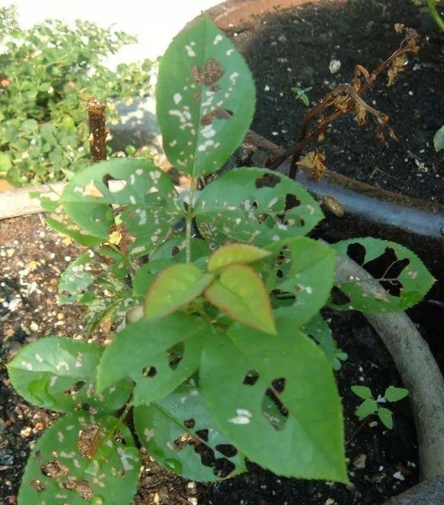 月季花叶片被虫咬的全是洞,赶紧找到虫卵位置,根除
