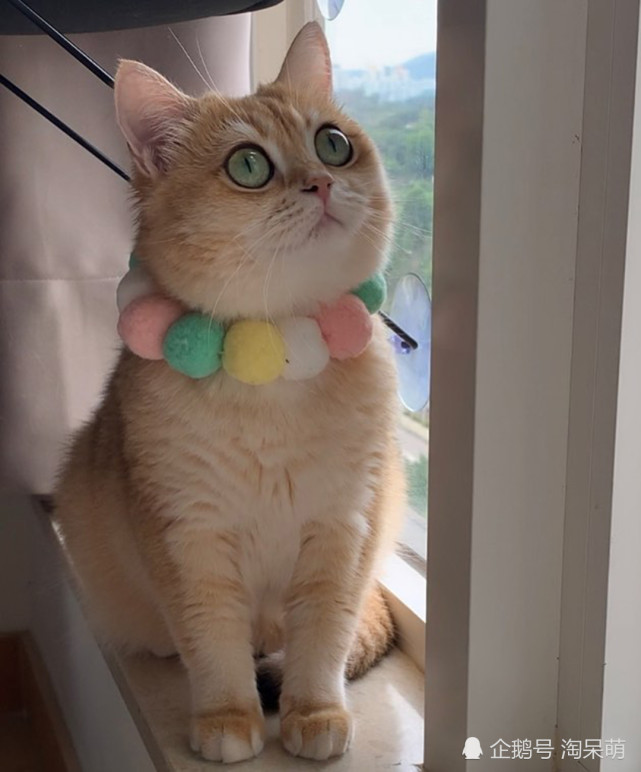 可爱的英短金渐层猫咪,一只傲娇的喵星人
