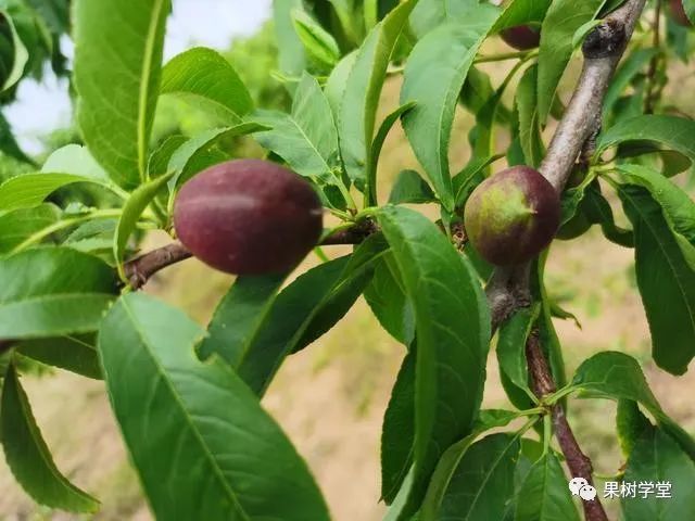 做好这四点有效提高桃果品质,避免桃果问题百出