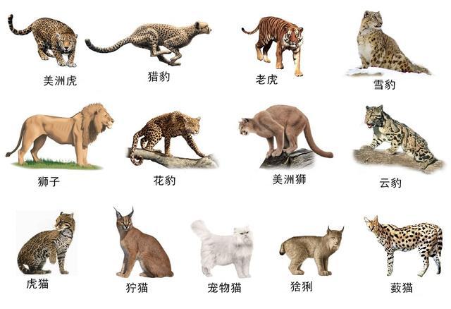 与猫科相比, 鬣狗科成员多数体型三分似犬但颈长,肩高而臀低,颈后背