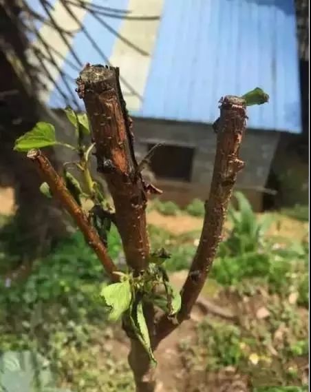 新栽苗木判断是否成活