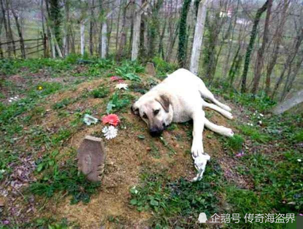 狗死后不可土埋,科学道理为你说明一切