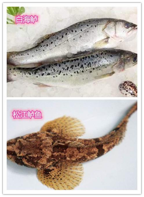 海鲈,淡水鲈鱼,松江鲈鱼,大口黑鲈这4种鲈鱼怎么区分