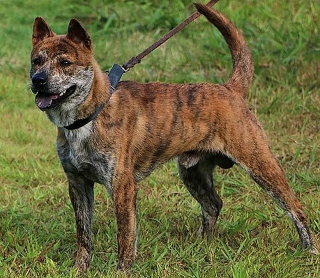 国产犬中的四类名贵犬种,现已濒临灭绝,值得国人深思!