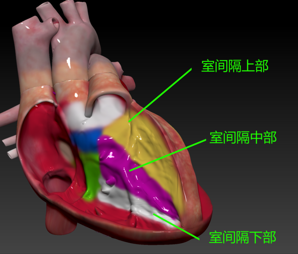 绿宝书∣精美图谱生动形象换个方式看心脏解剖3