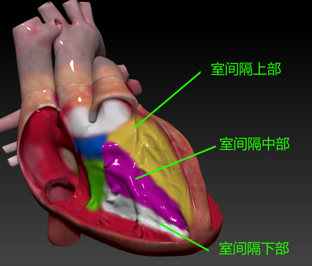 "绿宝书"∣精美图谱,生动形象!换个方式看心脏解剖(3)