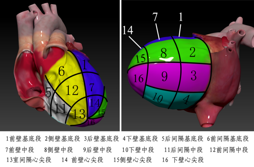 绿宝书∣精美图谱生动形象换个方式看心脏解剖3