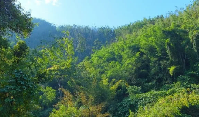 西双版纳人口土地面积_西双版纳风景图片