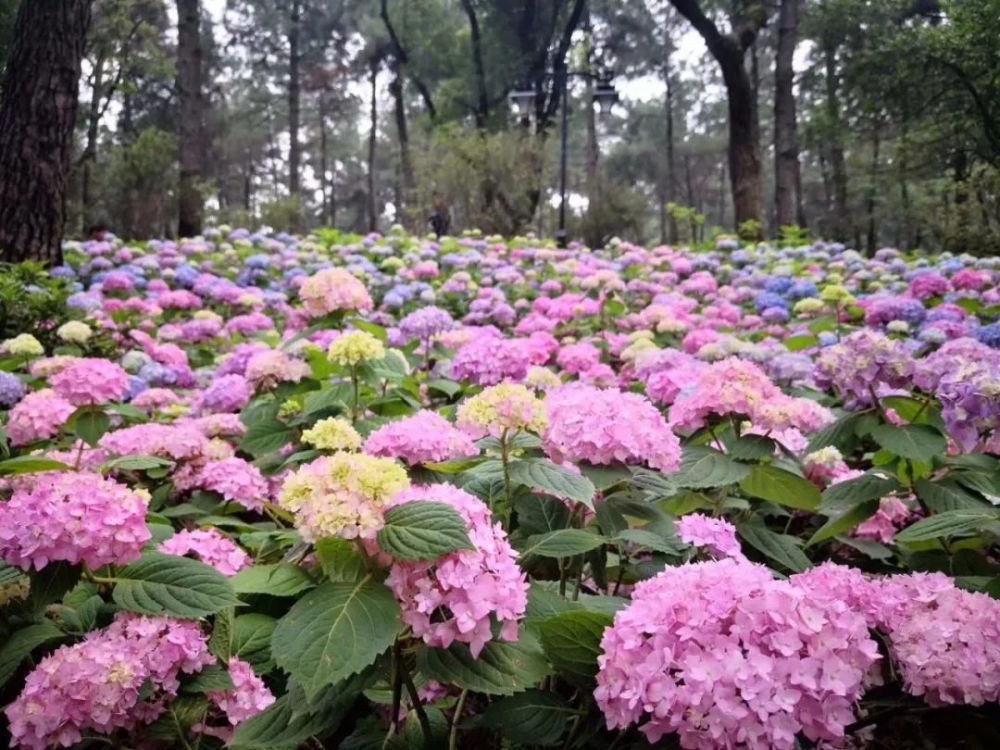 抱成团,连成片!杭州的绣球花海太惊艳