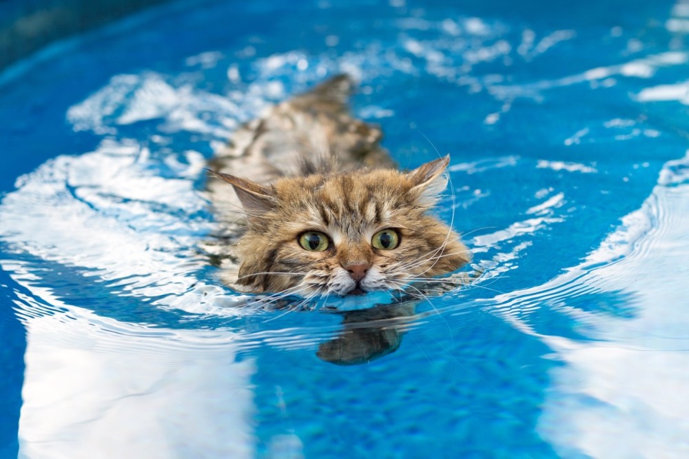 流浪猫到底有多聪明?落水后奋力自救,被好心人发现后死里逃生