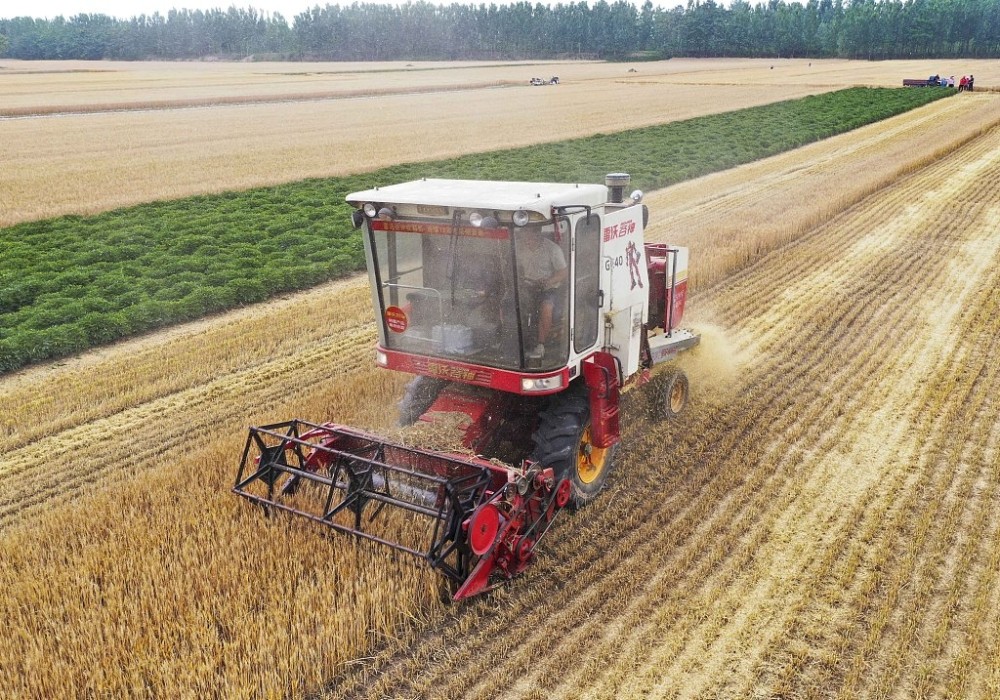 坐标安徽亳州:小麦开镰收割忙,快来看看收麦子的景象吧