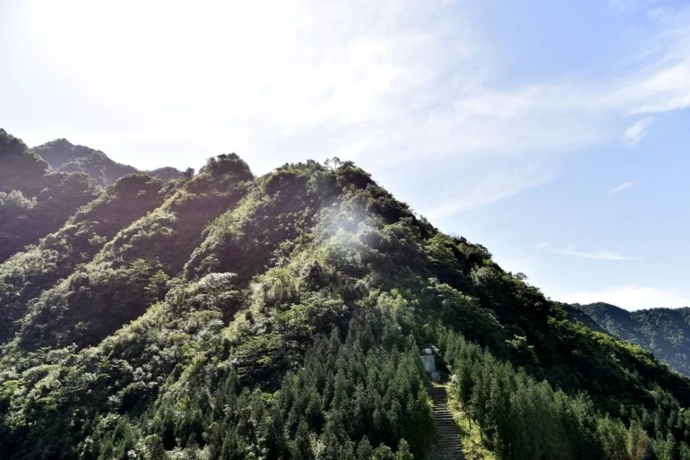 古蔺虎头山,"红军花"又开