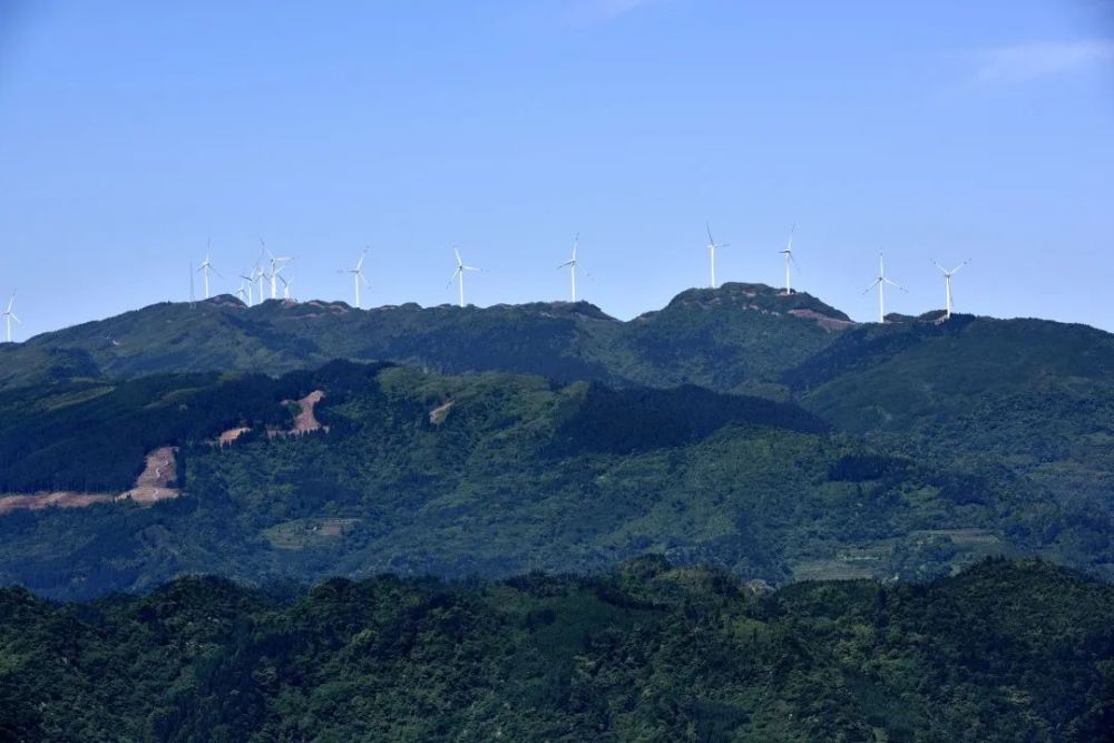 古蔺虎头山红军花又开