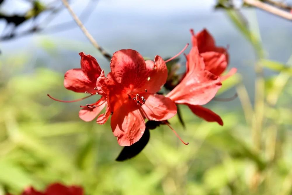 古蔺虎头山,"红军花"又开