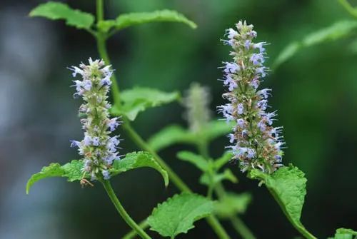 驱蚊防疫、提高身体抗病能力……中药香囊了解一下