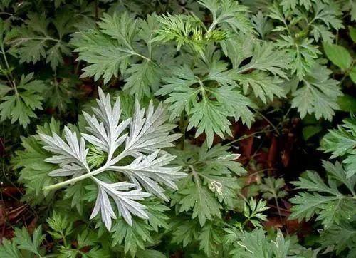 驱蚊防疫、提高身体抗病能力……中药香囊了解一下