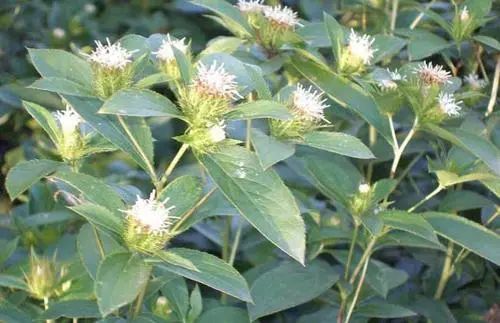 驱蚊防疫、提高身体抗病能力……中药香囊了解一下