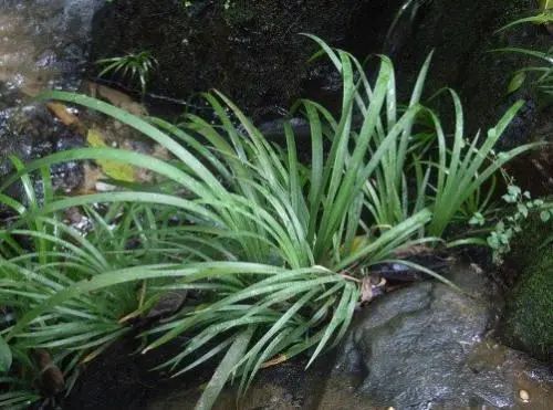 驱蚊防疫、提高身体抗病能力……中药香囊了解一下