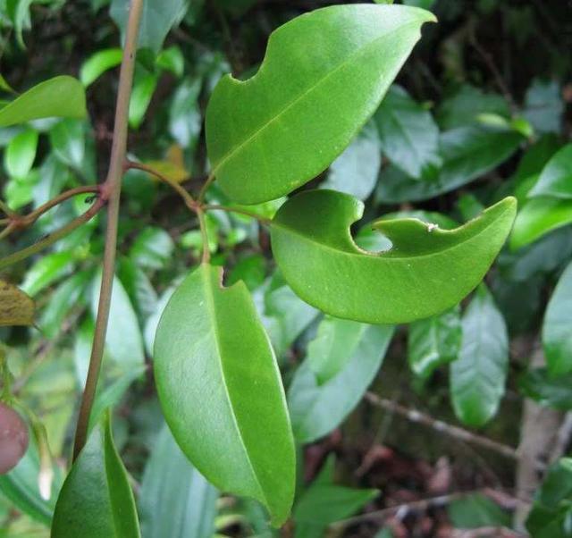 农村一种很值钱的"野植",根茎价值最高,如今得到市场认可!