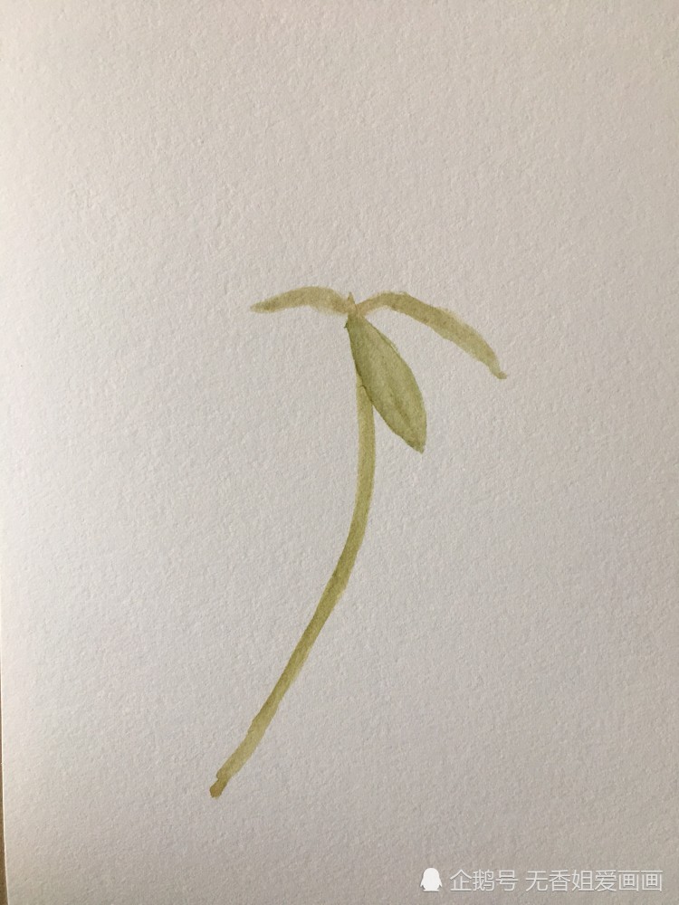 画美丽的马齿苋花,过程简单,一看就会
