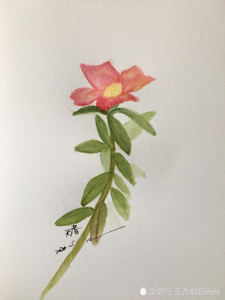 画美丽的马齿苋花,过程简单,一看就会