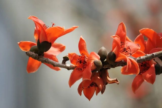"木棉花染"英雄城