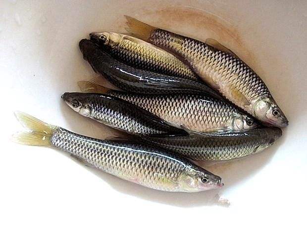 农村小河里常见的小鱼,殊不知制成鱼干30一斤,繁殖力