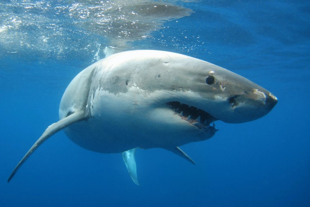 智利发现大白鲨"古苗圃"