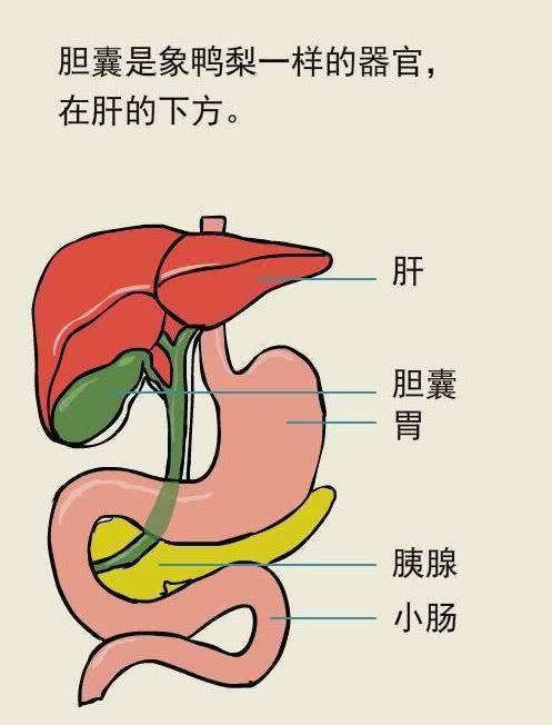 这样饮食或可缩小胆囊息肉消除胆囊息肉