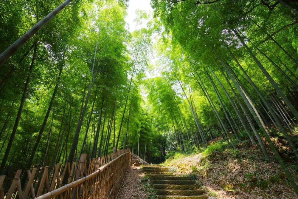 萧山这处网红竹林火了,也被踩坏了!别让我们的素养配不上这里的美!