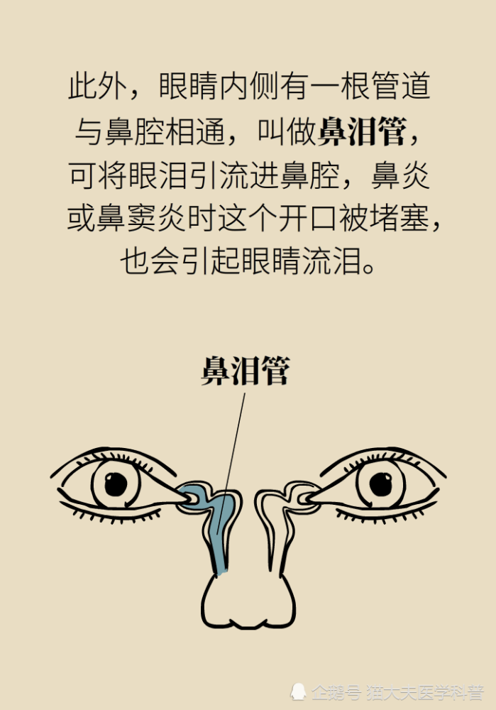 为什么鼻窦发炎，疼的却是头、眼和牙？