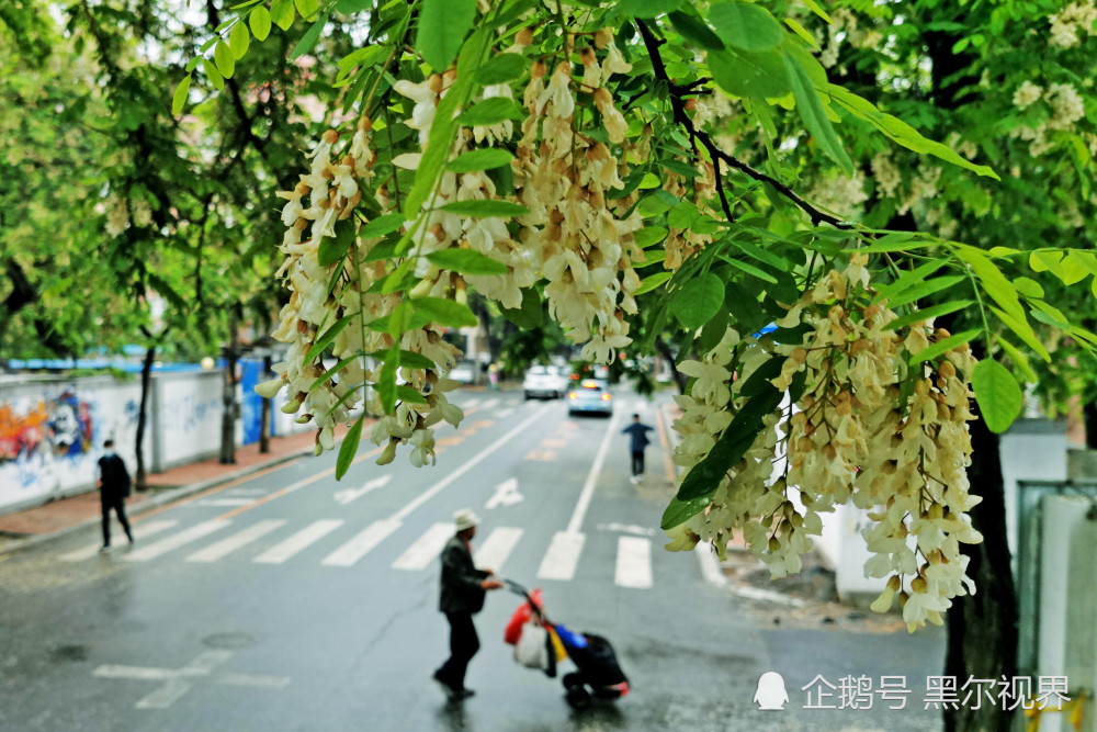 2020年5月26日,大连市西岗区槐花大道两侧的槐花挂满枝头,清香四溢.