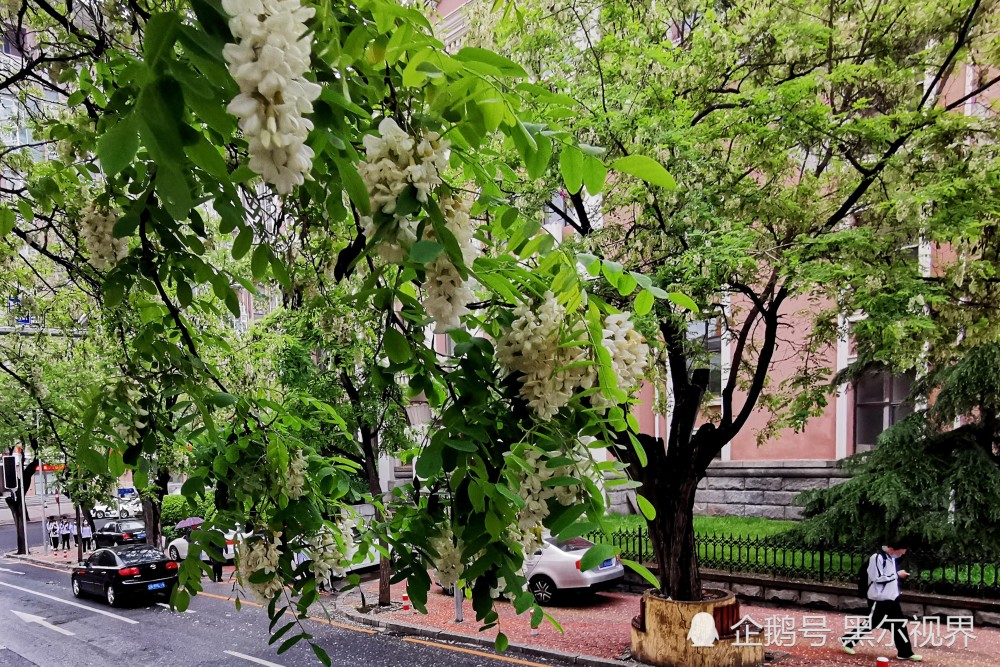 大连槐花香满城