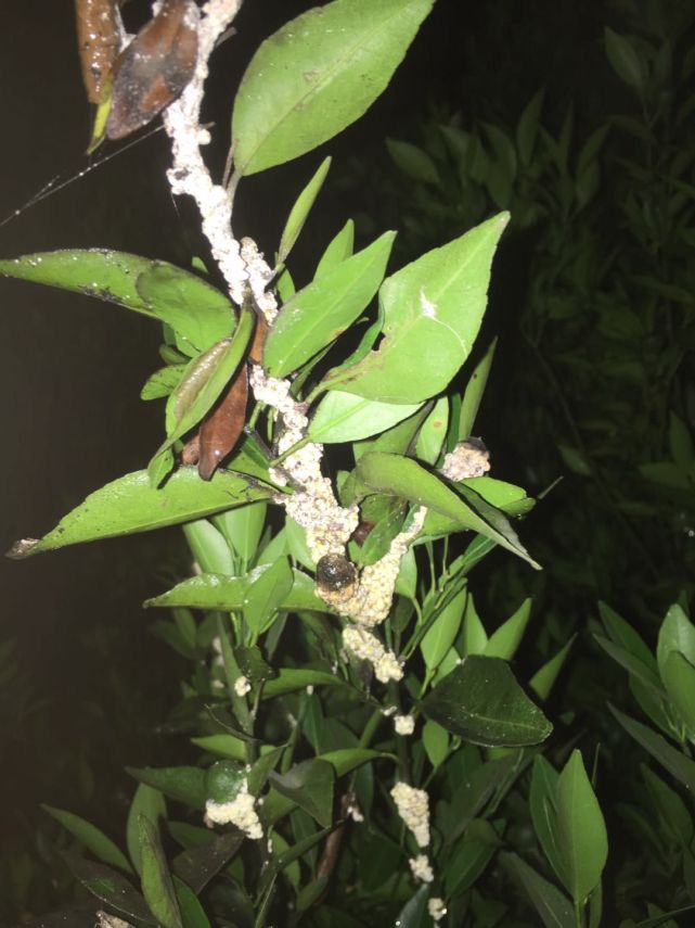 柑橘蚧壳虫是柑橘的主要害虫之一,常年对柑橘树造成危害,根据不同