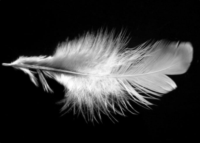 心理测试:选出你最喜欢的一根羽毛,测你内心是女神女