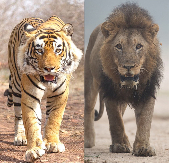 体型最为庞大的三个分支是狮子,老虎和美洲豹,它们分别是非洲,亚洲