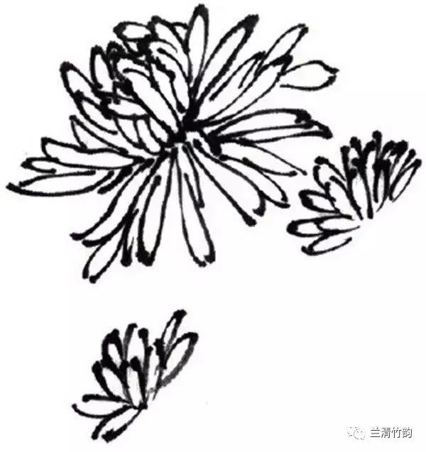 怎样画菊花:国画水墨菊花的简单画法,就三步