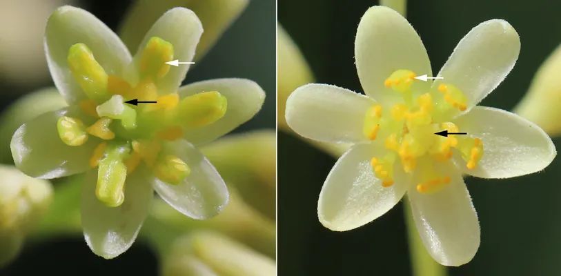 然而,实际上有相当一部分的雌雄异熟植物是完全自交不亲和的,因此研究