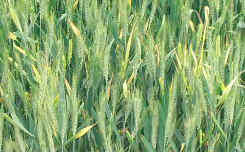 小麦黄矮病的危害与防治
