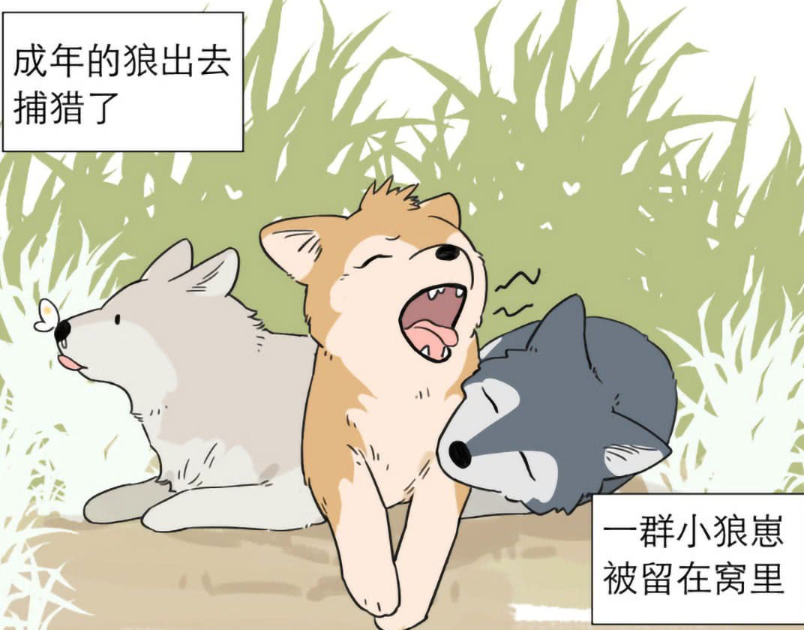爆笑:小狼崽被狼王英雄救美,因此埋下一颗暗恋的心,发誓永远追随狼王
