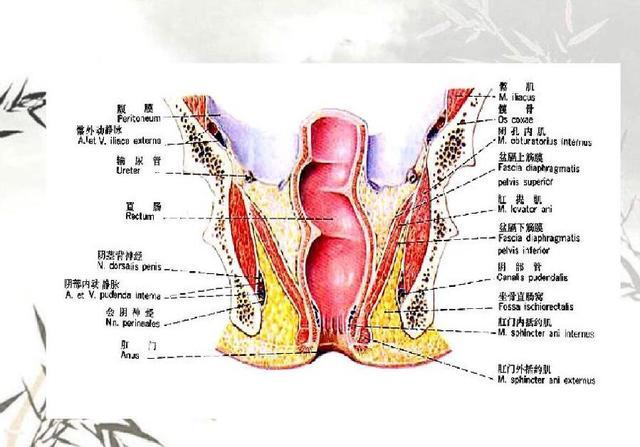 之内的,那就是低位直肠距离肛门很近的那一段,那里有肛门,肛门括约肌